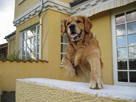 Golden retriever Balder billede 11