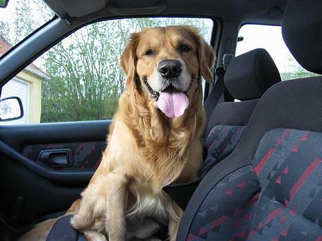 Golden retriever Balder - nyt billede maj billede 12