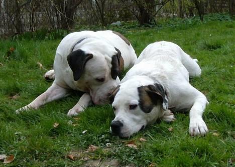 Blanding af racer Tessa - Pstt Tessa, jeg skal lige hviske  dig noget billede 18