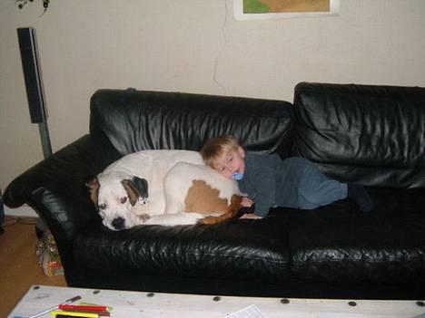 Blanding af racer Tessa - Total råhygge billede 19