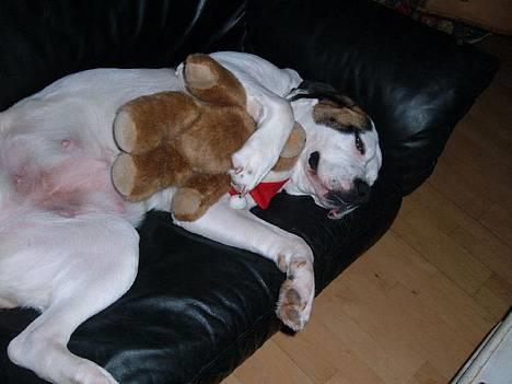 Blanding af racer Tessa - godt jeg må låne Andrés julebamse til at putte med billede 20