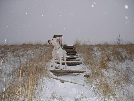Amerikansk bulldog Chili 2001-2009 - Fantastisk udsigt heroppe fra.. billede 11