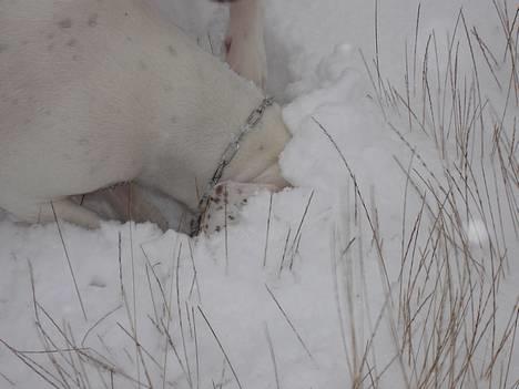 Amerikansk bulldog Chili 2001-2009 - Mus, mus, mus, mus, mus, mus...... billede 12