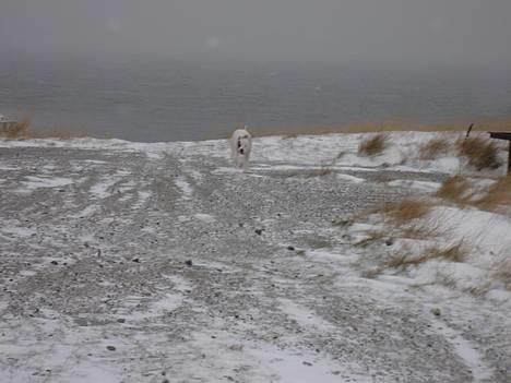 Amerikansk bulldog Chili 2001-2009 - Er på vej.... billede 13