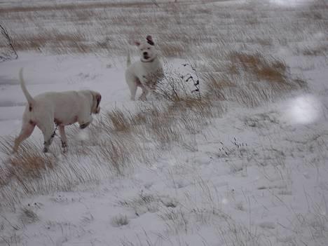 Amerikansk bulldog Chili 2001-2009 - Såå, nu tar´ jeg ham  ;-) billede 14