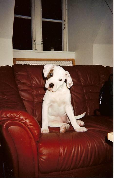 Amerikansk bulldog Chili 2001-2009 - Er jeg ikke dejlig  ;-) billede 15