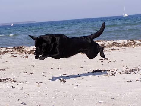 Labrador retriever *Freja* (Min MulMul) - Nøj der var noget (sødt ik)<´3 Fotograf: Mig (Anna 13 år) billede 11