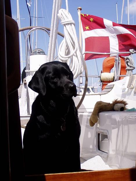 Labrador retriever *Freja* (Min MulMul) - Freja ude i vores båd :)Fotograf: Mig (Anna 13 år) billede 12