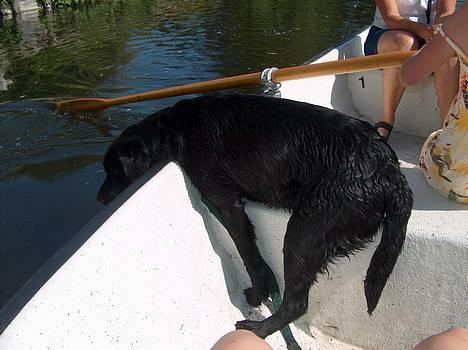 Labrador retriever *Freja* (Min MulMul) - Skal jeg virkelig bare ligge her ?? :/ efter hun var faldt/hoppe i vandet på nyborgvold hehe skøre hund Fotograf: Mig (Anna 13 år) billede 13