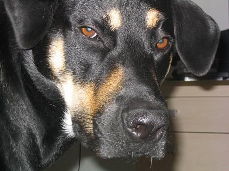 Blanding af racer Tyson *22/2-04 - 10/8-07* - Godmorgen... billede 12