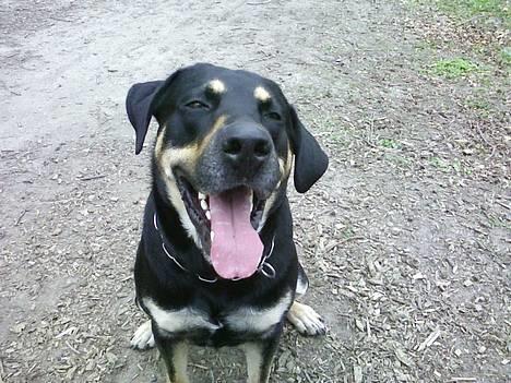 Blanding af racer Tyson *22/2-04 - 10/8-07* - pyha... Nu er jeg træt.. *G*.. NYT billede 13