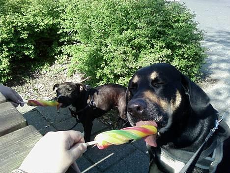 Blanding af racer Tyson *22/2-04 - 10/8-07* - NAM NAM..IS..  NYT billede 14