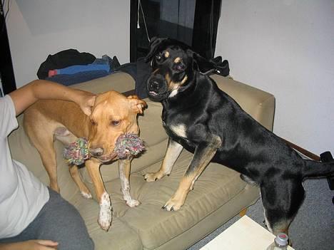 Blanding af racer Tyson *22/2-04 - 10/8-07* - her er Felix. en rigtig god lege kammerat! :) 15.08.2005 billede 15