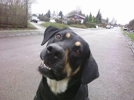 Blanding af racer Tyson *22/2-04 - 10/8-07* - hej.... NYT.. billede 16