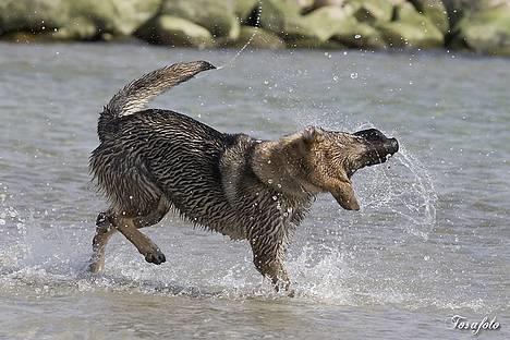 Schæferhund Amagers Chiba - Vand i øret ;o) billede 10
