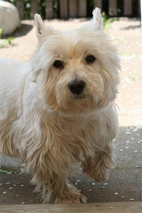 West highland white terrier Aira Robeerto "Berto".Min stjerne<3 - berto... billede 6