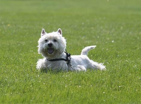 West highland white terrier Aira Robeerto "Berto".Min stjerne<3 - her ligger jeg og nyder livet... d.10.05.06... billede 7