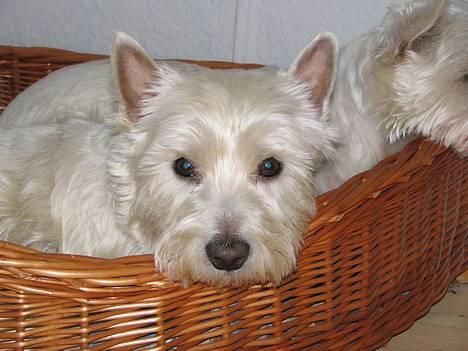 West highland white terrier Aira Robeerto "Berto".Min stjerne<3 - her ligger jeg... april måned.. .2005 billede 8