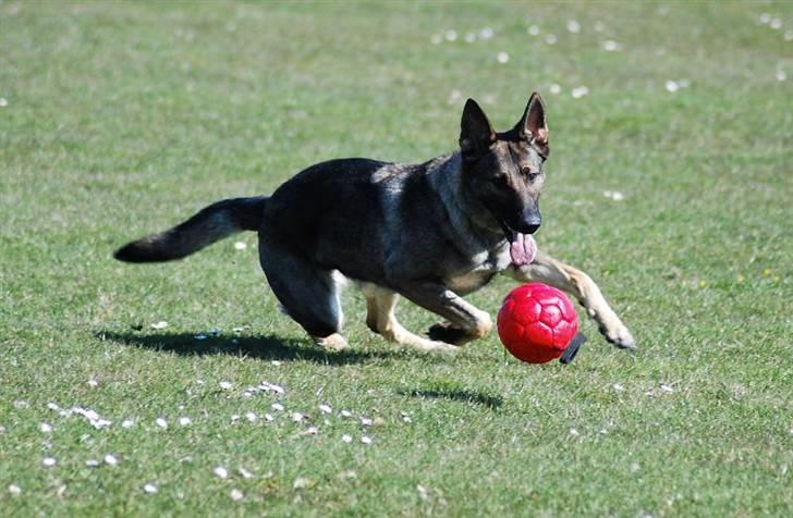 Schæferhund Amagers Chiba - Min booolld .... billede 12