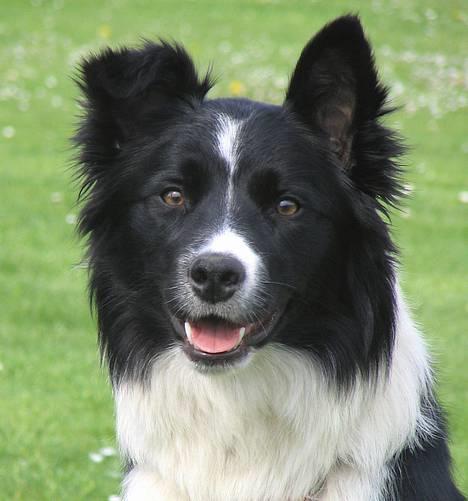 Border collie kay RIP 2017 billede 1