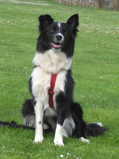 Border collie kay RIP 2017 billede 2