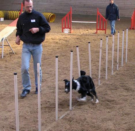 Border collie kay RIP 2017 billede 3