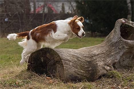 Welsh springer spaniel Nelly  10.11.2003 - Tosa foto - skal lige have ørene med ; ) billede 11