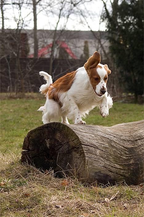 Welsh springer spaniel Nelly  10.11.2003 - Tosa foto billede 13