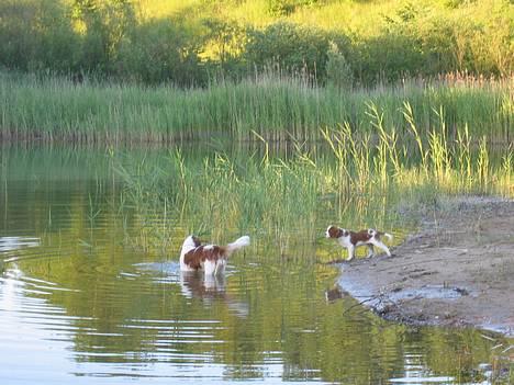 Welsh springer spaniel Nelly  10.11.2003 - I Hedeland d. 01.07.06 med min lillebror! billede 15