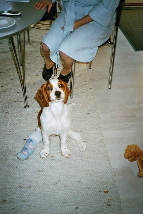 Welsh springer spaniel Nelly  10.11.2003 - Nelly med brækket ben, kun 13 uger men med højt humør! billede 17