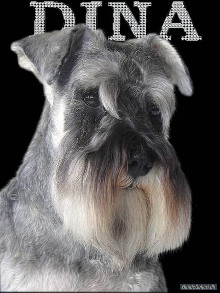 Dvaergschnauzer Dina - Tak til Karina for dette billede billede 10