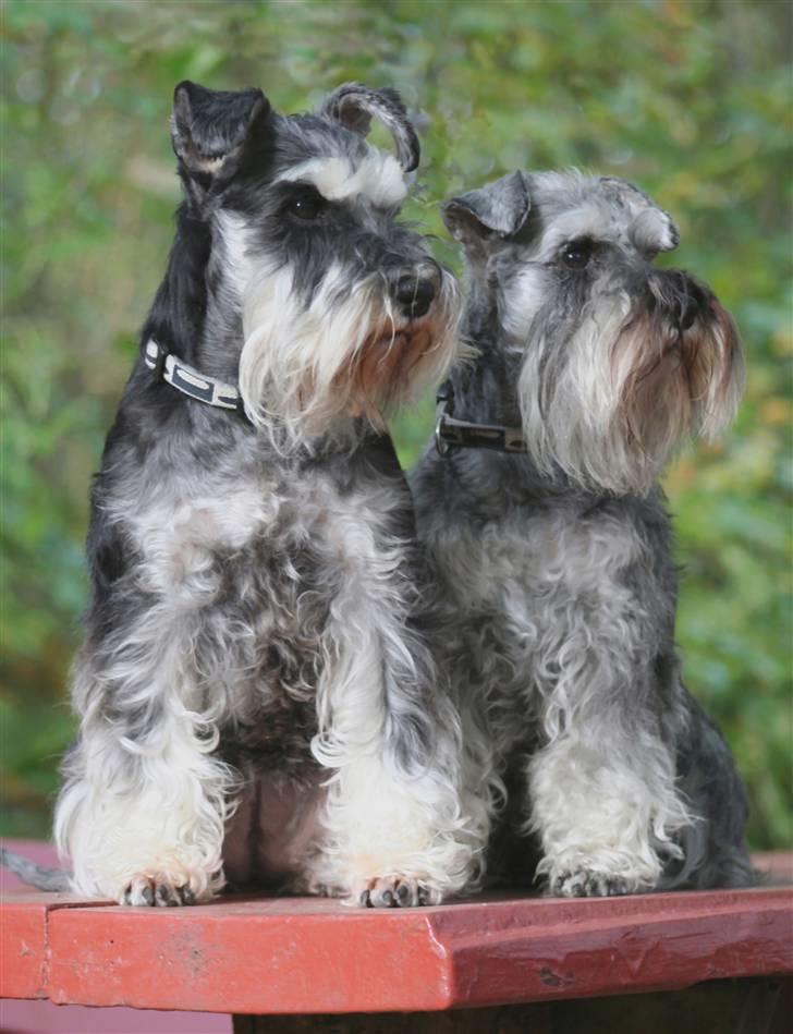 Dvaergschnauzer Dina - The Schnauzerdance billede 11