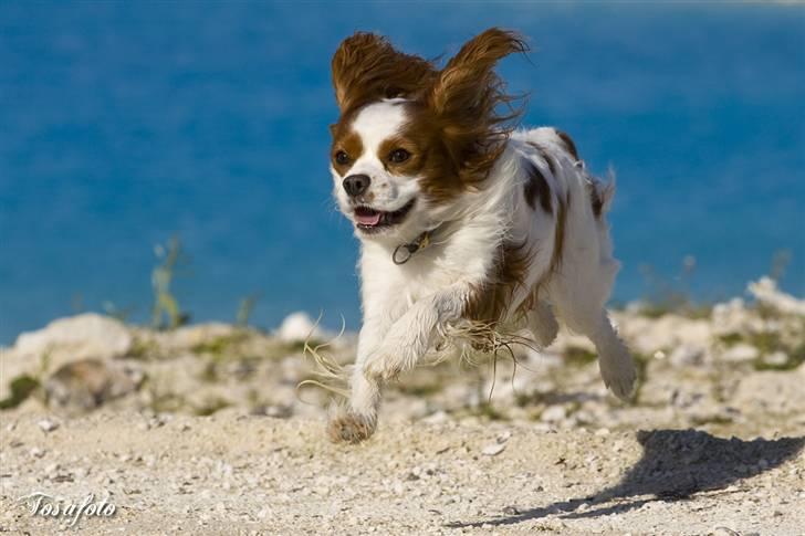 Cavalier king charles spaniel La`Fontaine`s Gizmo R.I.P - Tosafoto billede 11