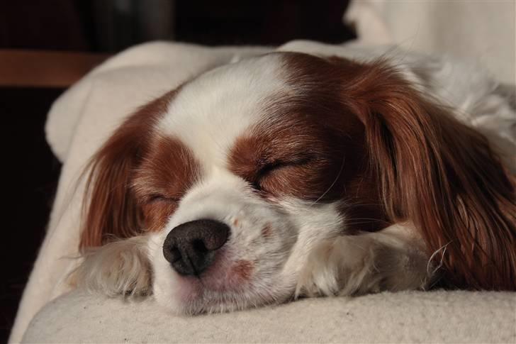 Cavalier king charles spaniel La`Fontaine`s Gizmo R.I.P - Det sidste billede af Gizmo tager d.15/2-11 billede 12