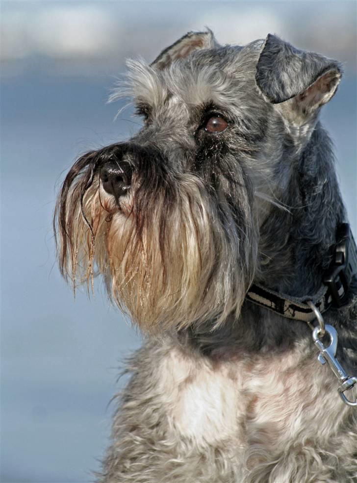 Dvaergschnauzer Dina billede 14