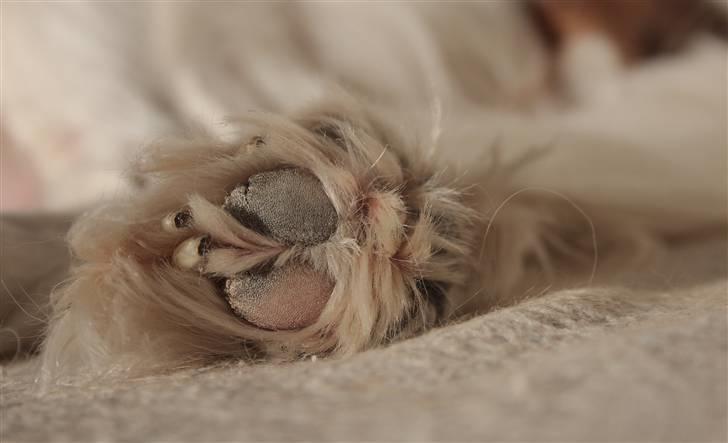 Cavalier king charles spaniel La`Fontaine`s Gizmo R.I.P - 15/2-2011 billede 13