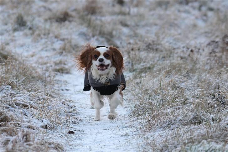 Cavalier king charles spaniel La`Fontaine`s Gizmo R.I.P - Ihh hvor det går, fuld fart frem... 3/1-09 billede 14