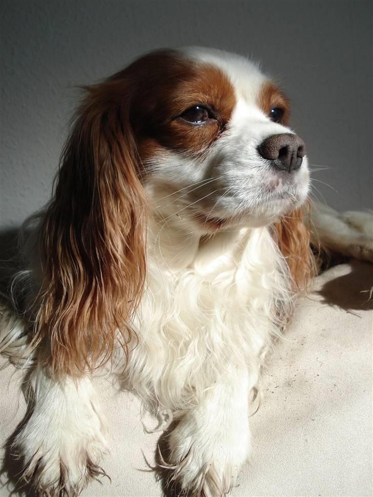 Cavalier king charles spaniel La`Fontaine`s Gizmo R.I.P billede 15