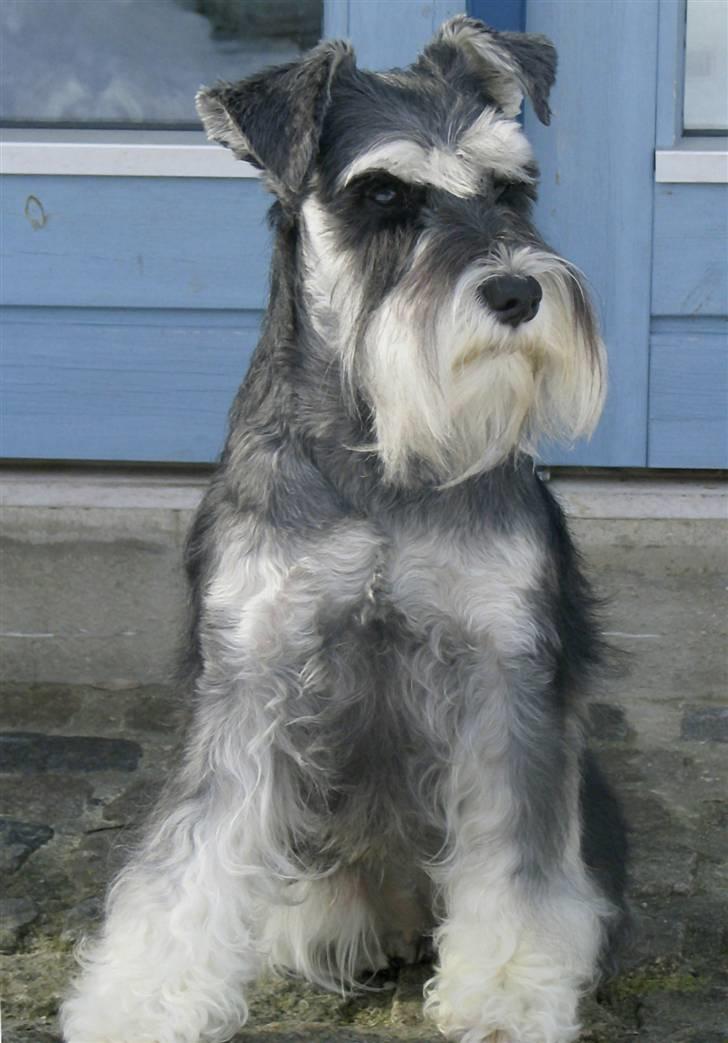 Dvaergschnauzer Nida billede 17