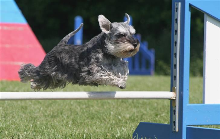 Dvaergschnauzer Dina billede 16