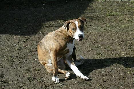 Amerikansk staffordshire terrier Nala - ihh hvor det altså klør mor...;o) billede 11