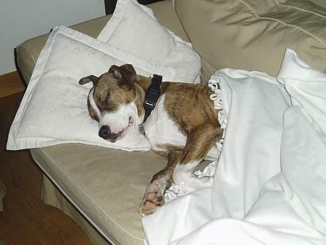 Amerikansk staffordshire terrier Nala - zzzzz... billede 12