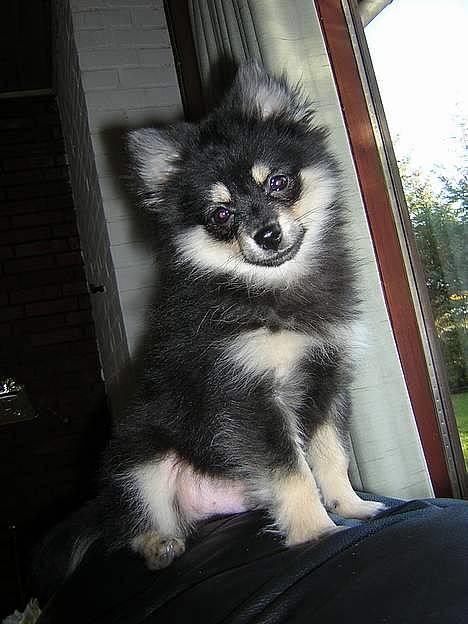 Pomeranian Rex - Hejsa! Er jeg er ikke bare fotogen? billede 1