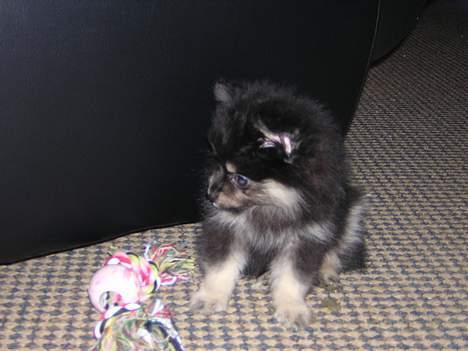 Pomeranian Rex - Hvad i al verden skal den bruges til.. billede 2