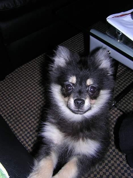 Pomeranian Rex - Tit tit billede 3