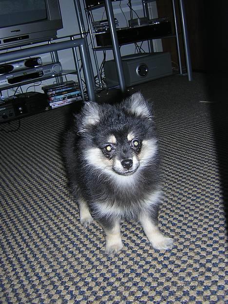 Pomeranian Rex - Åh et kamara! billede 4