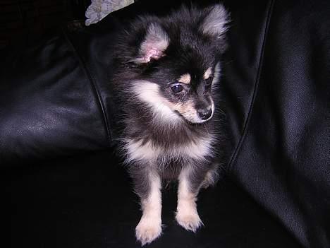 Pomeranian Rex billede 5
