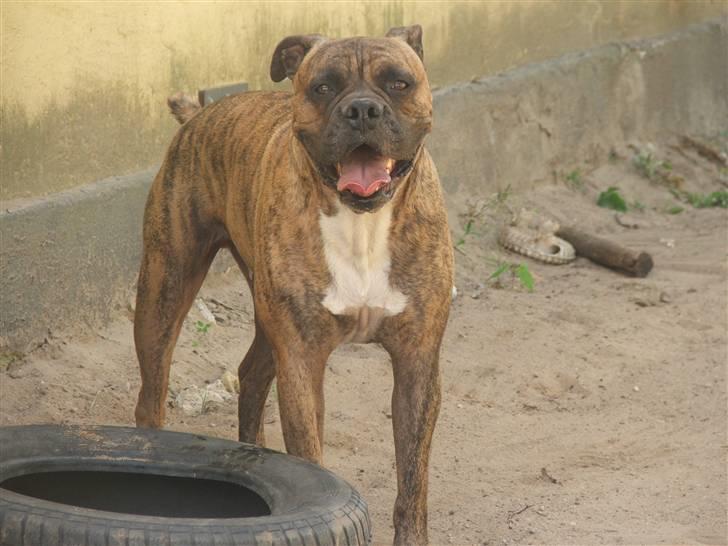 Amerikansk bulldog Baloo, 28/3  - Ihh det er altså varmt!!! NYT 9/6 08 billede 11