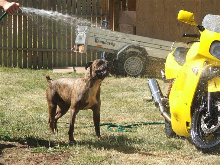 Amerikansk bulldog Baloo, 28/3  - Hjælper lige far med at vaske cyklen... NYT 9/6 08 billede 12