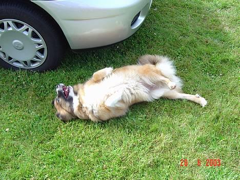 Islandsk fårehund Eyja - hvornår kommer bolden? billede 9